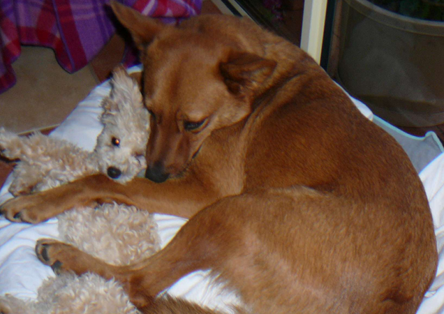Foster dog Yogi cuddling a foster puppy.